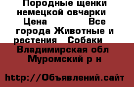 Породные щенки немецкой овчарки › Цена ­ 24 000 - Все города Животные и растения » Собаки   . Владимирская обл.,Муромский р-н